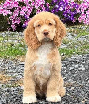 Maggie Mae_chesters barn animal sanctuary