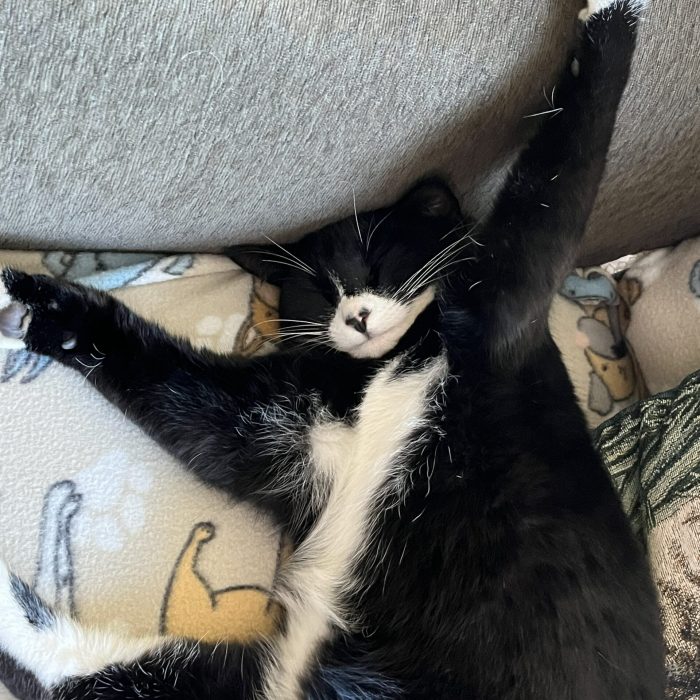 housten_chesters barn animal sanctuary